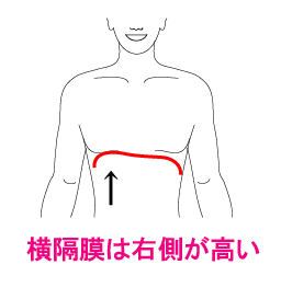 身体のゆがみについて①　身体って左右対称なの？