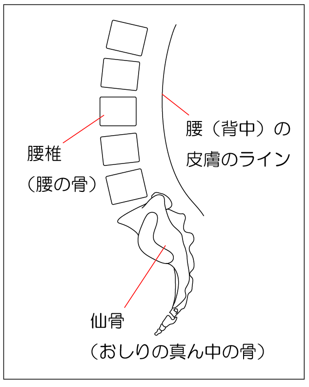 ～腰はもともと反っている～